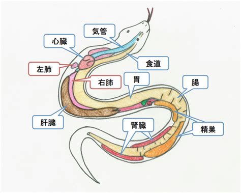 蛇器官